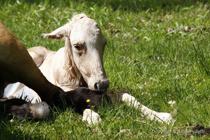 Hjoerdis 7 Min alt (10).JPG